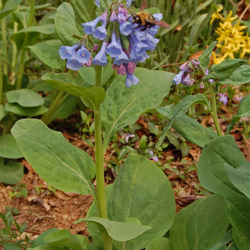 Virginia Bluebells