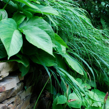Favorite Plants and Cool Stuff