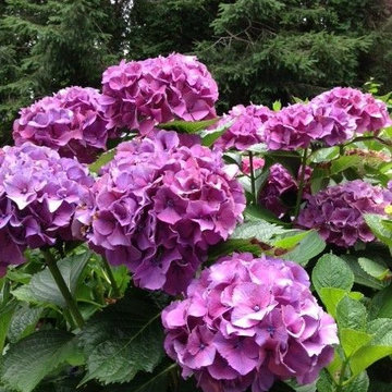 Hydrangea Festival Contest