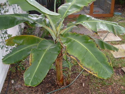 Banana leaves burning around edges