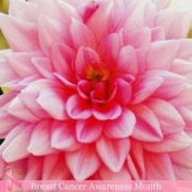 Shelli Williamson's photo