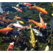 Koi Pond's photo