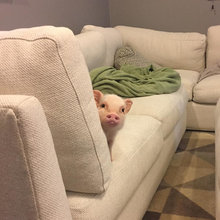 Pet Pics