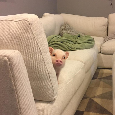 Pet's Place: Hank the Pig