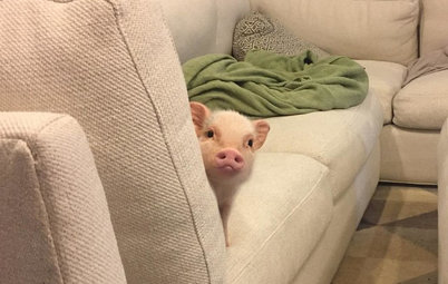 Pet’s Place: Hank the Pig Takes It Easy in New Orleans