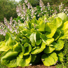 Plants