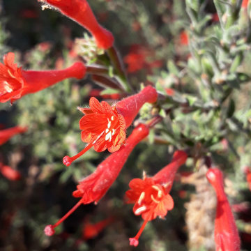 At Home in a Natural California Garden