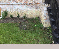 Red Mulch or Black Mulch??