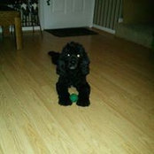 Freddie Bradley's photo