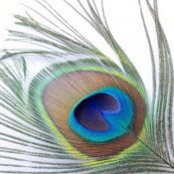 Photo de Alexandra Peacock