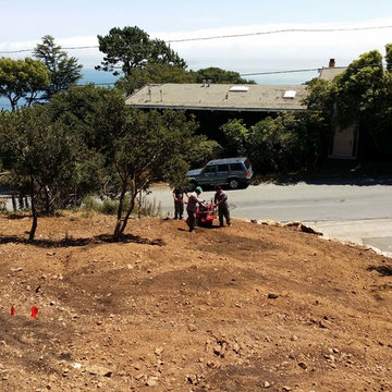 Low Maintenance & Drought Tolerant