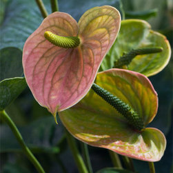 Flora Tropicana - Fine Art Prints