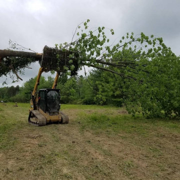 Tree Removal