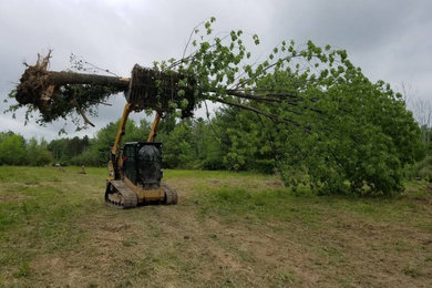 Tree Removal