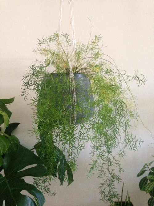 Asparagus Fern Yellowing and Dropping Pins