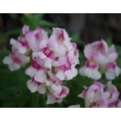Tanya Millican's photo