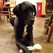 Josh Gibson's photo