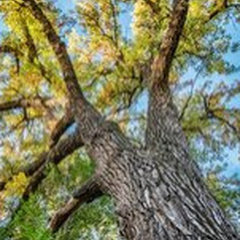 Cedar City Tree Service