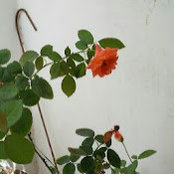 Sumam Kujur's photo