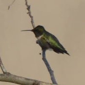 Suzanne Rumsey's photo
