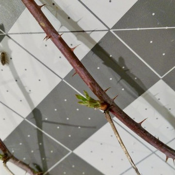 Rubus occidentalis (ID'd by floral_uk and embothrium)
