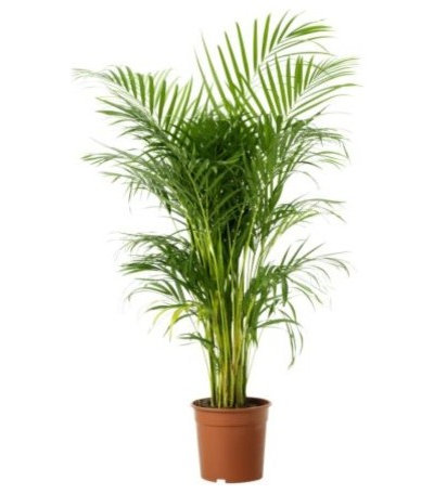 Modern  Areca Palm Tree