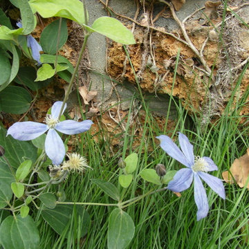 jardin méditerranéen