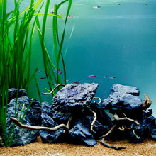 Aquarium