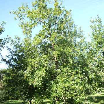Mighty Oaks