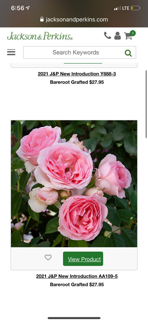 2021 jackson and perkins preview has me intrigued