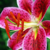 Lillian Hayden's photo