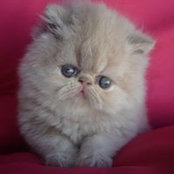 Kira Persa's photo