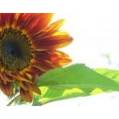 Lisa Zoretich's photo