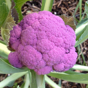 Brentwood Edible Garden