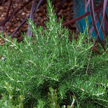 Chef’s Choice® Rosemary Rosemary officinalis Chef's Choice® PP18192