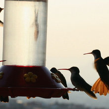 Landscaping for Wildlife