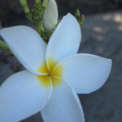 Serene's photo