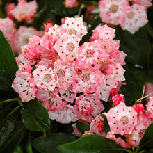 Shrubs