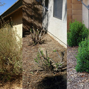 The Problem of Overpruning Flowering Shrubs