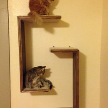 cat wall