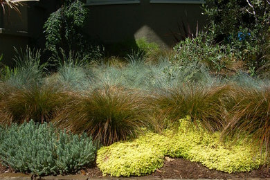 Design ideas for a contemporary landscaping in San Francisco.