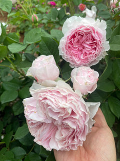 My move to California and New Garden, and Rose Videos | Houzz Forum