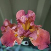 Lyn Ogilvie's photo