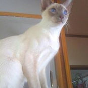 Diane Wimmers foto