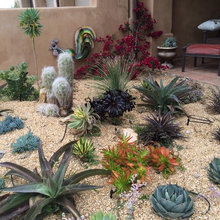 Anna’s Front Yard