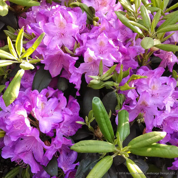 Plant Ideas & Colorful Combinations