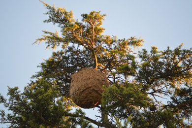 Suppression de nids de frelons asiatiques - Montpellier, Hérault (34)