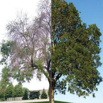 Save The Ash Tree Co.