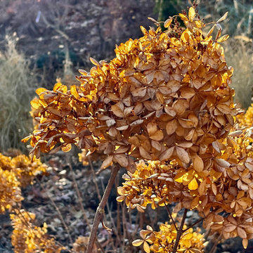 Dried hydrangea flowers, backlit