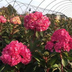 Current Featured Plants - Products